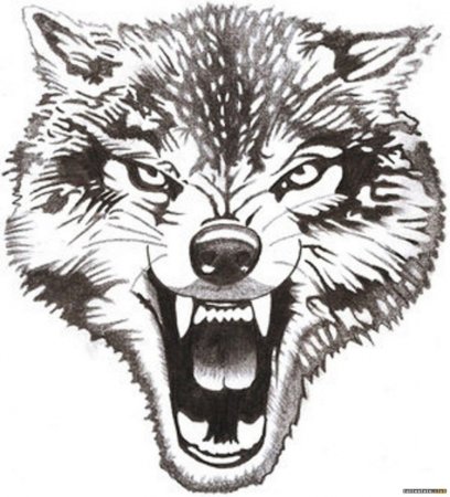 Оскал волка тату эскизы для мужчин