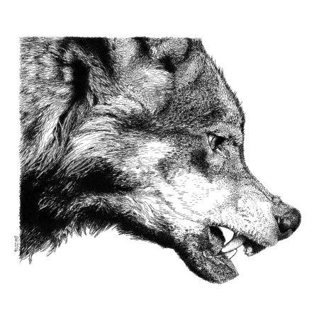 Волчий оскал тату эскизы