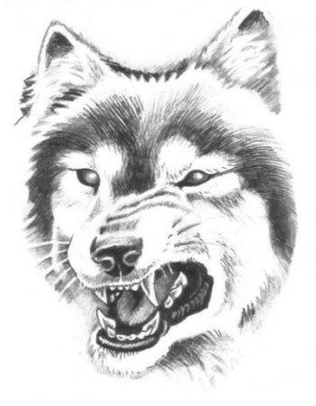Оскал волка карандашом