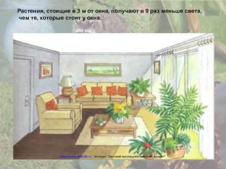 Растения в интерьере рисунок