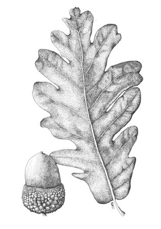 Quercus pyrenaica
