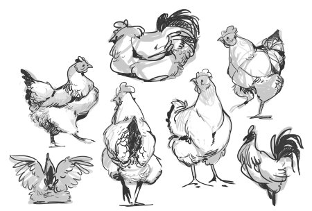 Курица набросок