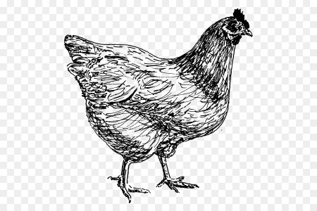 Курица Графика