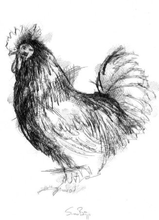 Курица набросок