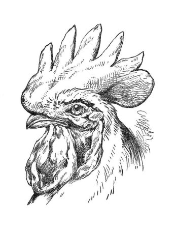 Курица набросок