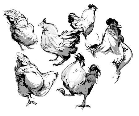 Петух набросок
