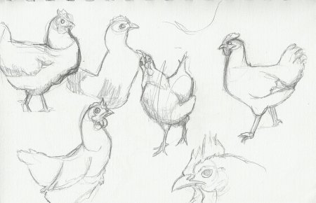 Наброски животных и птиц