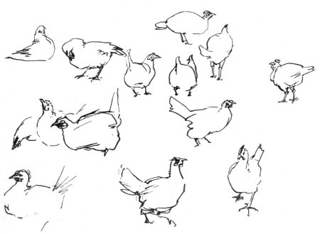 Наброски животных и птиц