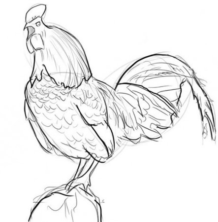 Рисунок петуха для срисовки