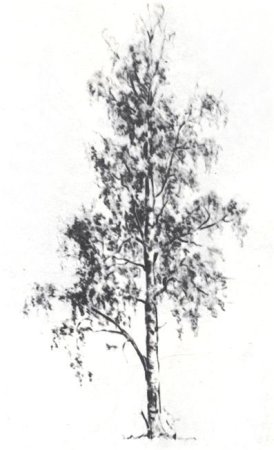 Береза в графике