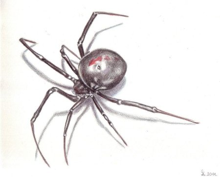 Паук Каракурт нарисовать