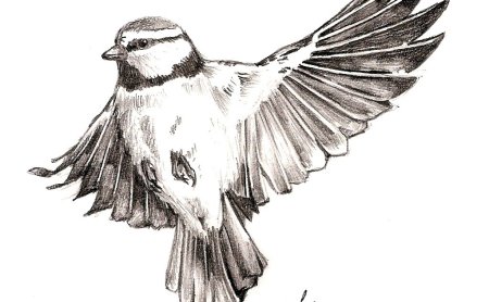 Набросок птицы в полете