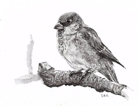 Наброски животных тушью