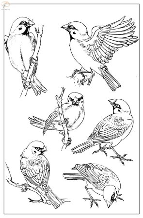 Зарисовки птиц