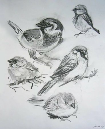 Зарисовки птиц