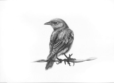 Воробей эскиз