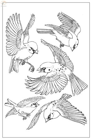 Зарисовки птиц в движении