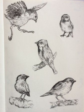 Зарисовки Воробьев