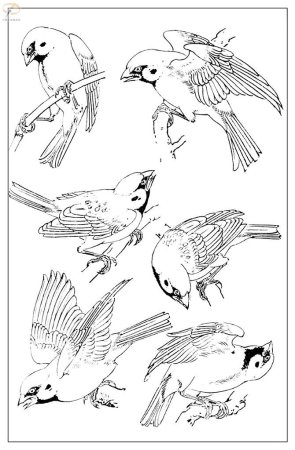 Воробей рисунок набросок