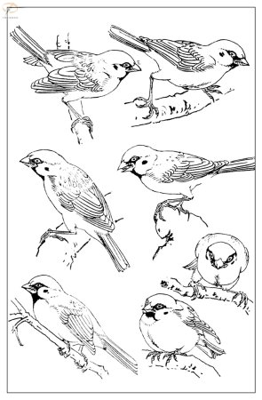 Наброски воробья