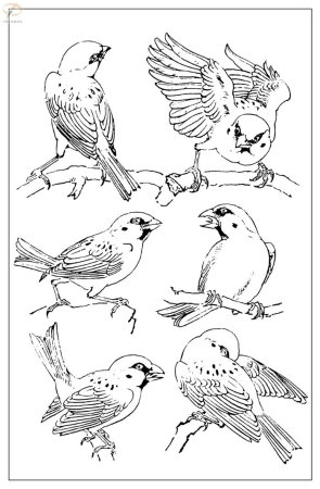 Эскизы птиц для рисования