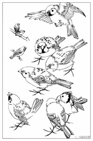 Тату Воробей эскиз