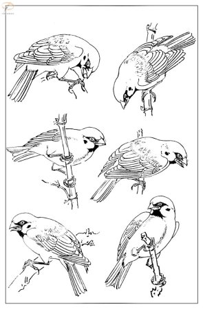 Наброски воробья