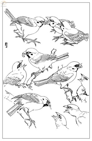 Зарисовки воробья