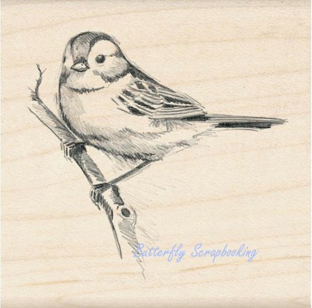 Воробей рисунок карандашом