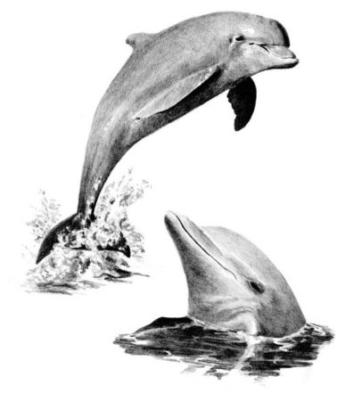 Дельфин карандашом