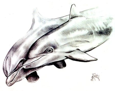 Дельфин скетч