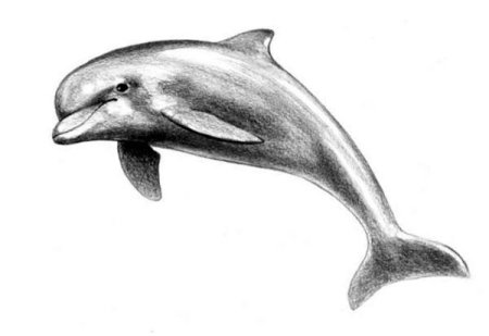 Дельфин рисунок карандашом