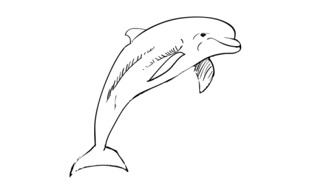 Черноморская Афалина нарисовать