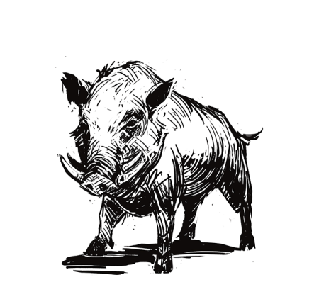 Кабан зарисовка