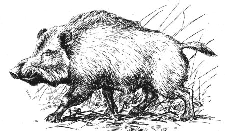 Вепрь кабан сбоку