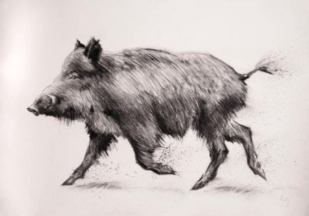 Кабан рисунок