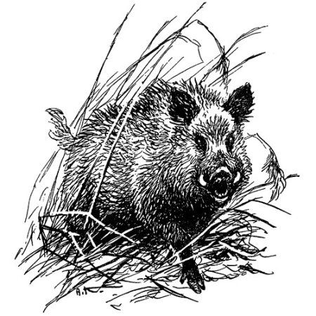 Кабан гравировка