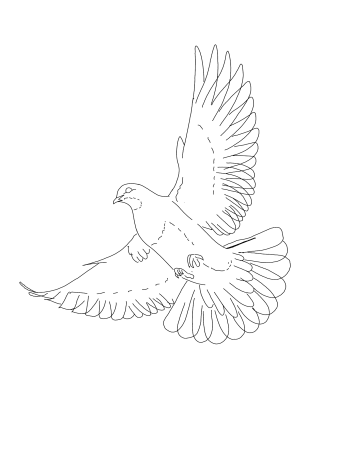Голубь тату эскиз