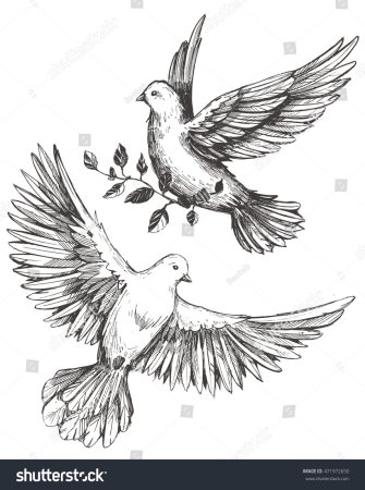 Голубь Графика