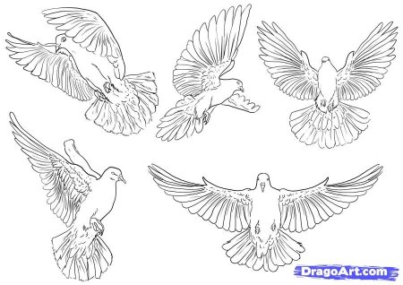 Голубь тату эскиз