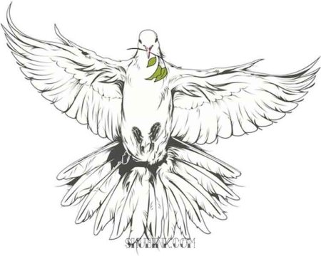 Голубка эскиз