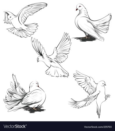 Птицы в разных ракурсах