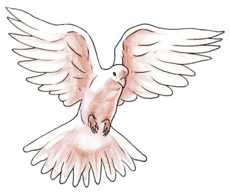 Голубь рисунок эскиз