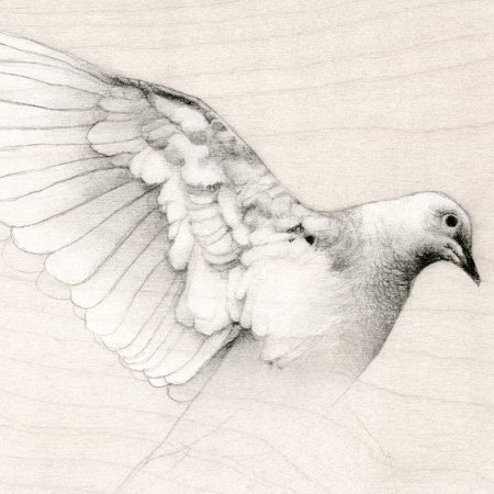 Наброски голубей карандашом