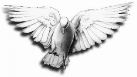 Голубь эскиз