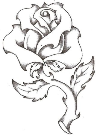 Цветы для срисовывания карандашом