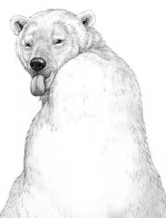 Белый медведь рисунок