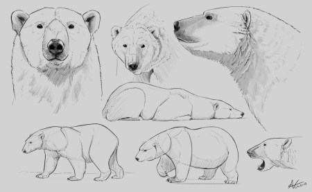 Медведь Наброски карандашом