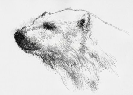 Медведь набросок