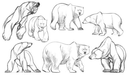 Медведь набросок